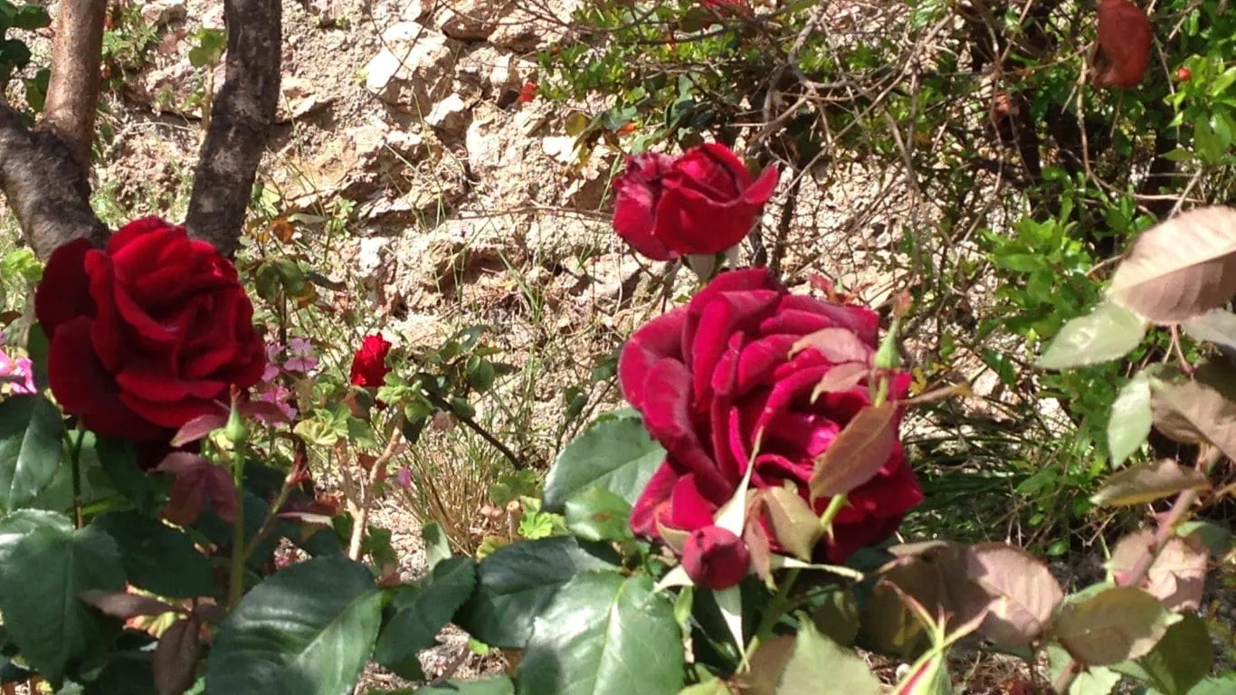 Psychotherapie Hamburg , Paartherapeut Hamburg, Ute Jung, Sebstian Jung, Beziehungstherapeutin, Paartherapeutin Hamburg, Psychologe Hamburg, Psychologin Hamburg - Psychotherapie für Frauen 